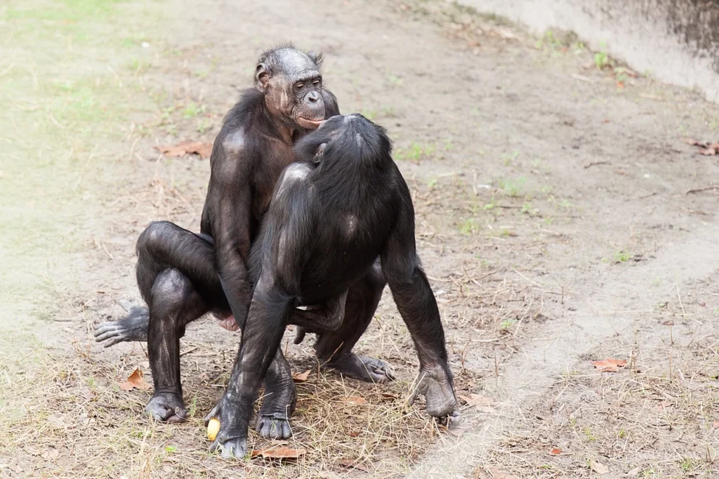 bonobos copulando